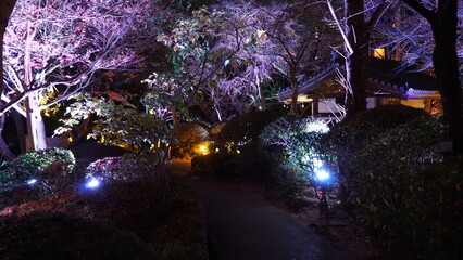 夜の日本庭園