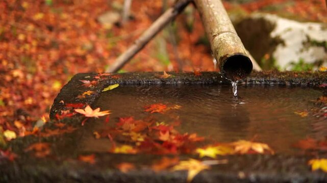 紅葉と手水舎