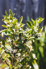 small mandarin orange  tree with flowers