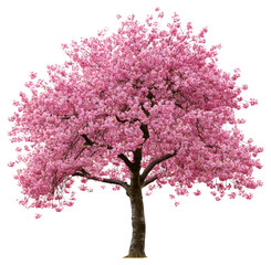Obraz premium PNG Sakura blossom flower tree flowers botanical vibrant.