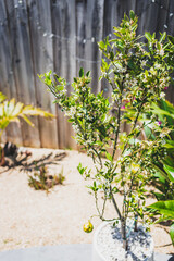 small mandarin orange  tree with flowers