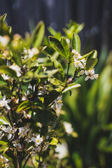 small mandarin orange  tree with flowers