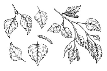 Birch tree leaves sketch ink graphic illustration, draft silhouette drawing, black on white line art. Botanical vintage etching design.