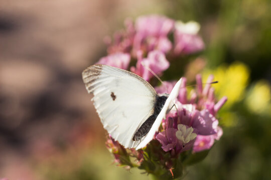 White butterfly (Pieris brassicae) sitting on pink Limonium flower in summer in the garden, background
