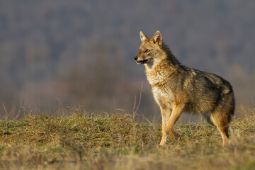 European Jackal watching