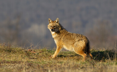 European Jackal standing