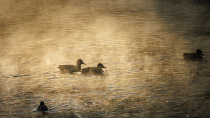 A beautiful scene with a pair of ducks in the fog on the river early in the morning in the middle of winter