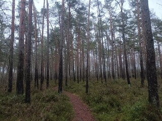 Rekyva forest during cloudy late autumn day. Pine and birch tree woodland. Blueberry bushes are growing in woods. Cloudy day with white and gray clouds in sky. Fall season. Nature. Rekyvos miskas.