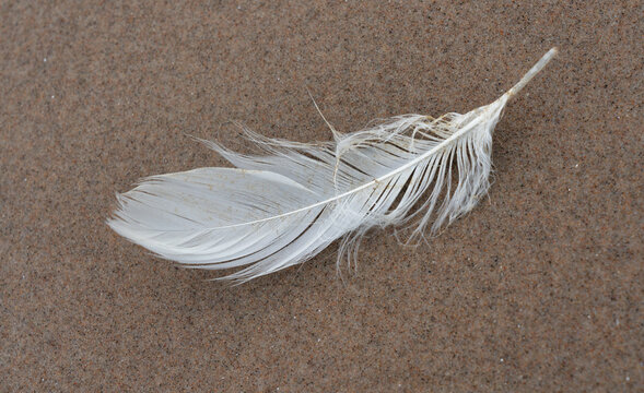 Strandfeder