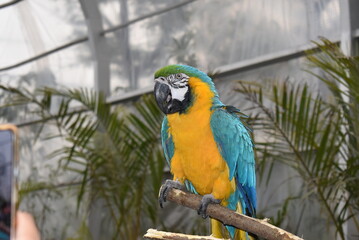 Macaw bird