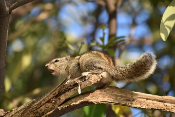 Squirrel
