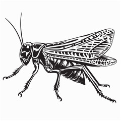 Grasshopper Locust Insect Engraving Vector Illustration isolated on white background.