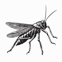 Grasshopper Image vector. Illustration Insect Grasshopper Stock Vector Image.