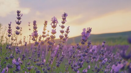 Naklejka premium Sunset Serenity: Lavender Fields at Golden Hour
