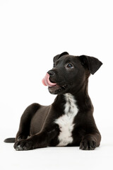 An adorable black puppy with a cheerful and playful expression that captures your heart