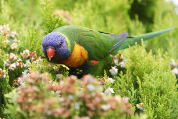 Close Up of a Rainbow Lorikeet Looking at Camera