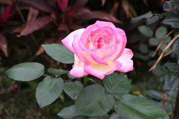A closeup of a pink rose blossom, featuring soft petals that blend shades of pink and cream amidst lush green leaves.
