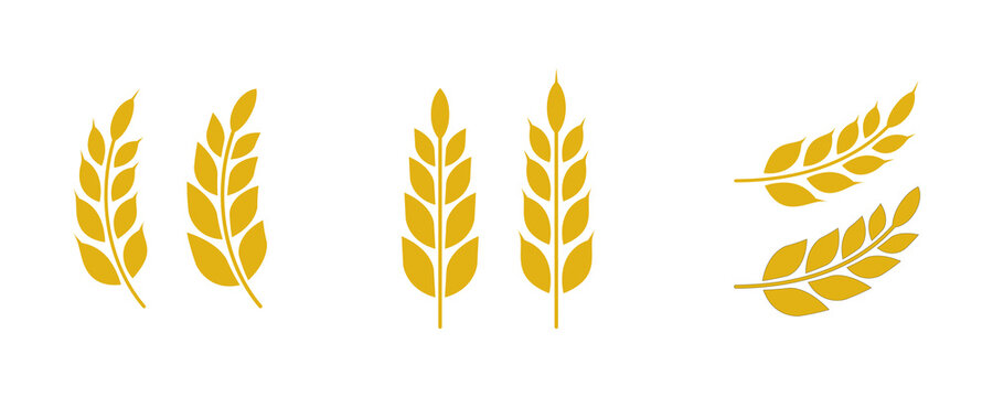 Gold wheat silhouette collection. Wheat or rice icon symbol. PNG transparent background
