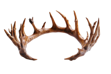 Unique shed deer antlers showcasing intricate natural design and textures for rustic decor and art projects