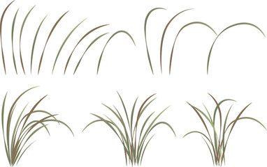 Pasture grass, miscanthus, orchid leaves, vector drawing collection set