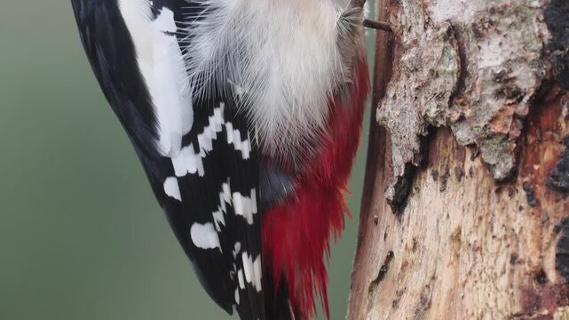 Buntspecht&nbsp;(Dendrocopos major)    