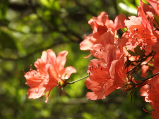 Obraz premium 森の火照り