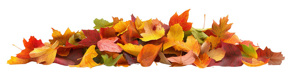 A pile of autumn leaves on a white background