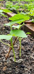 Young bottle gourd seedling (Lagenaria siceraria) with vibrant green leaves growing in dark fertile soil. Authentic garden photography showing early growth stages of traditional Asian vegetable plant 