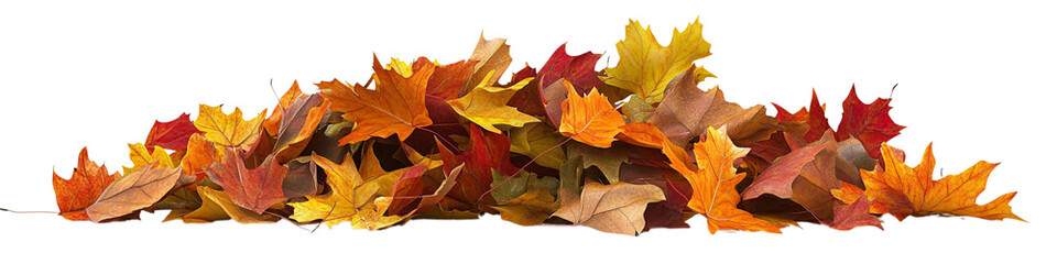 A pile of autumn leaves on a white background