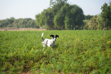 Fototapeta premium Dog playing in carrot farm in winter morning 