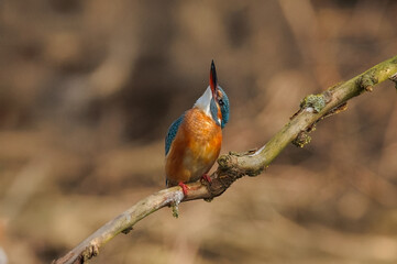 Eisvogel (Alcedo atthis)
