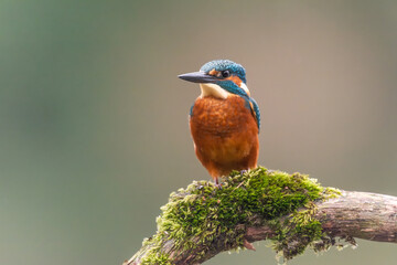 Eisvogel (Alcedo atthis)