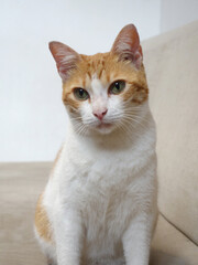 Orange and white domestic cat sitting on a sofa
