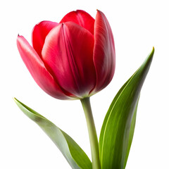 Naklejka premium red tulip flower with white back ground