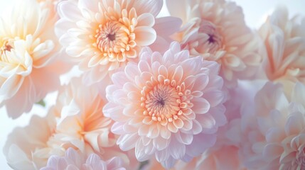 A dreamy setup with pale lavender chrysanthemums and peach ranunculus, exuding freshness and charm
