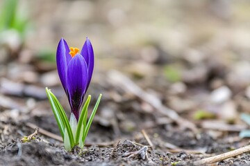Obraz premium Vibrant Purple Crocus Flower Blooming Amidst Brown Soil and Green Grass Blades