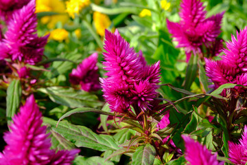Obraz premium Colorful pink cockscomb or celosia flowers grows at glasshouse