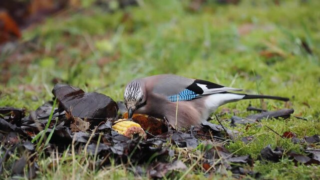 Eichelh&auml;her (Garrulus glandarius)  