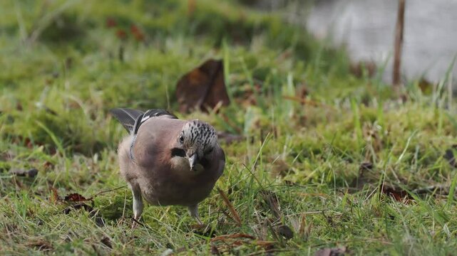 Eichelh&auml;her (Garrulus glandarius)  