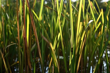 Sunlit Green Grass Blades Reflecting Nature's Beauty by Water in Early Morning Light
