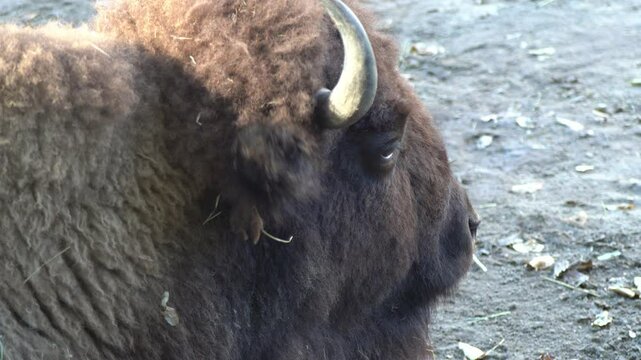 Head and eye in profile of a ruminant. Bison chewing. Old Buffalo bull mammal brown fur animal.