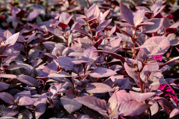 Closeup of Alternanthera dentata Little Ruby blooming