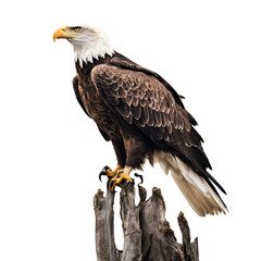 Obraz premium bird eagle