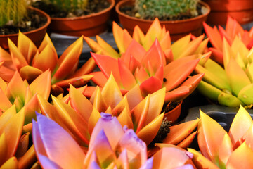 Different colors succulent plants - Echeveria, grow at greenhouse