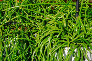 Potted Rhipsalis plant grow n the greenhouse