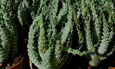 Different colors succulent plants grow at greenhouse