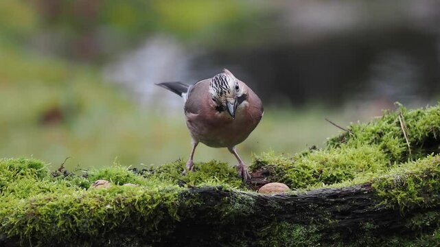 Eichelh&auml;her (Garrulus glandarius)  