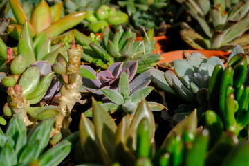 Different colors succulent plants grow at greenhouse