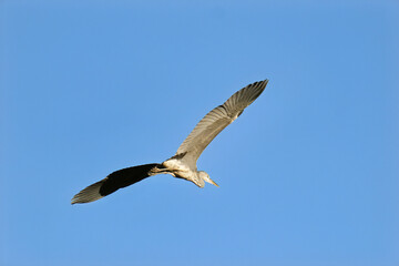 grey heron in flight against a clear sky