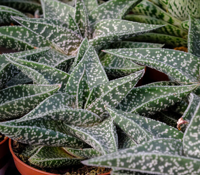 Gasteria 'Little Warty succulent plants grow at greenhouse